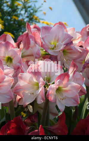 Ein Cluster von Pink Amaryllis Hippeastrum, fotografiert im Eden Project in Cornwall, Großbritannien Stockfoto