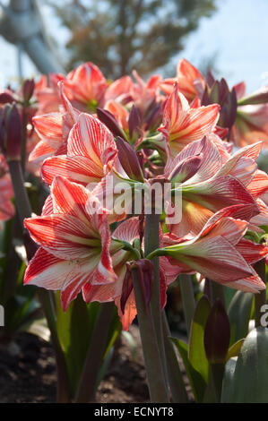 Ein Stamm von weißen und roten Amaryllis Hippeastrum, fotografiert im Eden Project in Cornwall, Großbritannien. Stockfoto