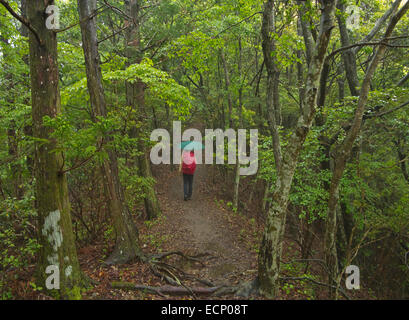 Wanderweg in Kii-Gebirge, Kumano Kodo Pilgerweg über Takijiri-Oji, Kii Halbinsel, Präfektur Wakayama, Japan Stockfoto