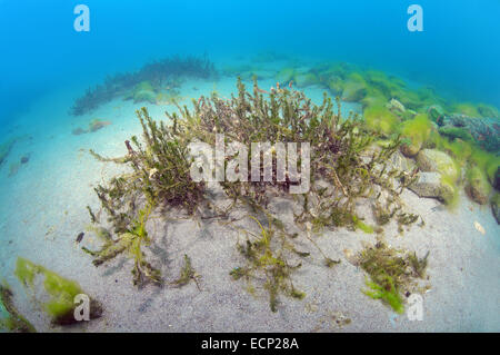 Eurasische Watermilfoil oder Spiked Wasser-Schafgarbe (Tausendblatt Grünblühende) den Baikalsee, Sibirien, Russland Stockfoto