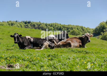 Grasende Kühe auf Conca dei Parpari - Verona - Italien Stockfoto