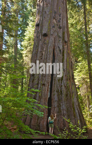 Wanderer neben gigantischen Sequoia Redwood-Baum, Calaveras große Bäume State Park, Westseite der Sierra Nevada, in der Nähe von Arnold Kalifornien USA Stockfoto
