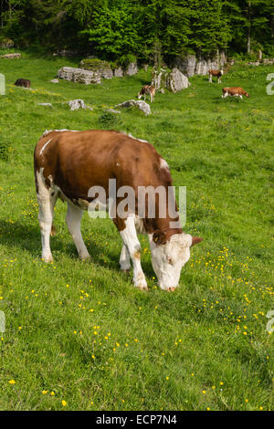 Grasende Kühe auf Conca dei Parpari - Verona - Italien Stockfoto