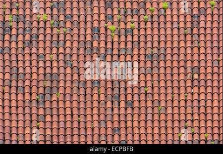 Homogene Oberfläche rot verwitterte Dachziegel mit leichten Vegetation. Stockfoto