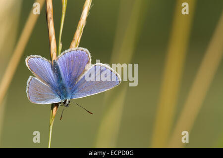 Gemeinsamen Blue Butterfly, (Polyommatus Icarus), Männlich, sonnen sich auf Rasen Stamm im morgendlichen Sonnenlicht, Warwickshire, August Stockfoto