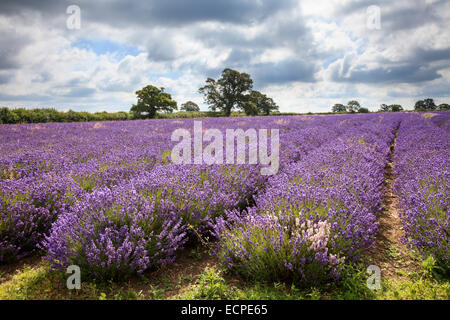 Das Somerset Lavender Farm Stockfoto
