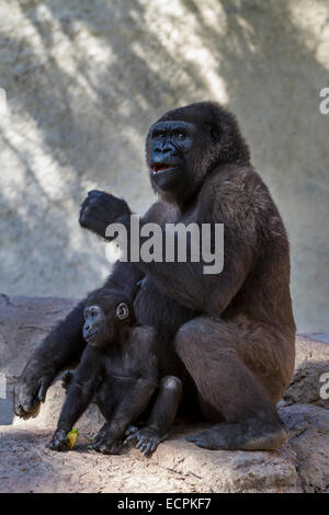 Gorilla und Junggebliebene Gladys Porter Zoo in Brownsville, Texas, USA. Stockfoto