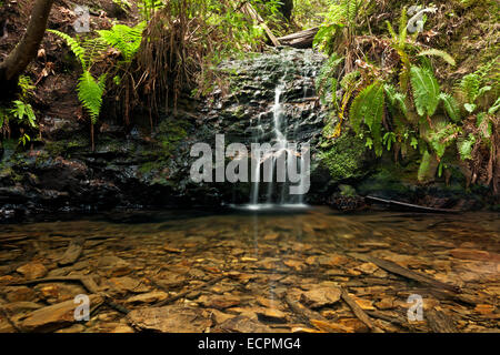 Portola Redwoods State Park, Kalifornien USA Stockfoto