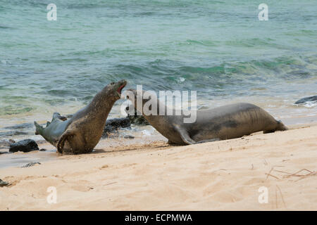 Hawaiian Mönchsrobben, Monachus Schauinslandi, zwei Männchen Kampf um den Zugang zu weiblich, Molokai, Hawaii Stockfoto