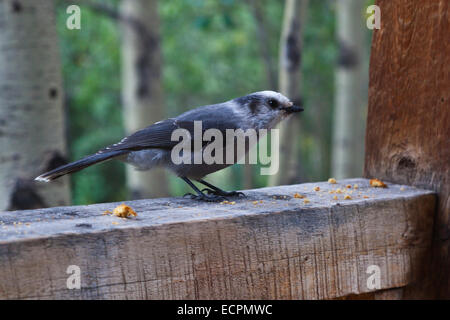 Ein grau-JAY (Perisoreus Canadensis) auf OLEO RANCH 10500 Füßen - südlichen COLORADO Stockfoto