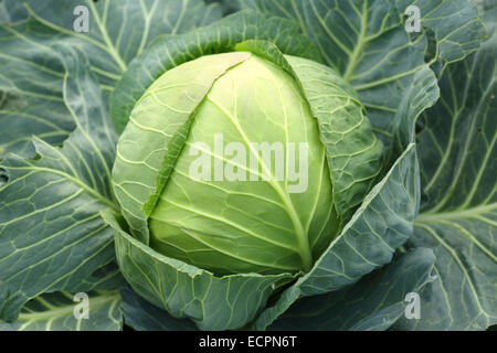Junge grüne Kopf Kohl in Nahaufnahme Stockfoto