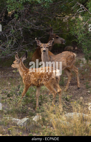 Maultier-Rotwild im GREAT SAND DUNES NATIONAL PARK - COLORADO Stockfoto