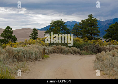 PINON PINES GREAT SAND DUNES NATIONAL PARK sind Teil der Rocky Mountains - COLORADO Stockfoto