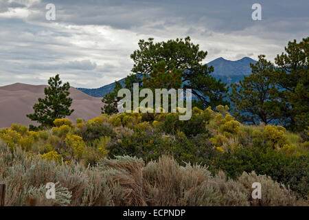 PINON PINES GREAT SAND DUNES NATIONAL PARK sind Teil der Rocky Mountains - COLORADO Stockfoto