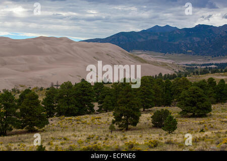 Rabbitbush und Pinon Kiefern am GREAT SAND DUNES NATIONAL PARK - COLORADO Stockfoto