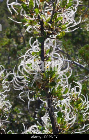 Berg-Mahagoni (Cercocarpus Montanus) Samen in den Rocky Mountains - COLORADO Stockfoto