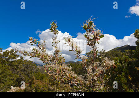 Berg-Mahagoni (Cercocarpus Montanus) Samen in den Rocky Mountains - COLORADO Stockfoto