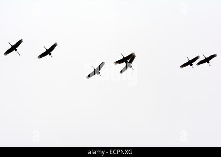 Eine kleine Herde von Keuchhusten Krane fliegt über Migration, in der Nähe von State Highway 46, in der Nähe von Bloomington, Indiana, USA Stockfoto