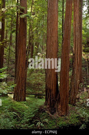 Redwood-Baum im Bereich Peters Grove des Portola Redwoods State Park in den Santa Cruz Mountains. Stockfoto