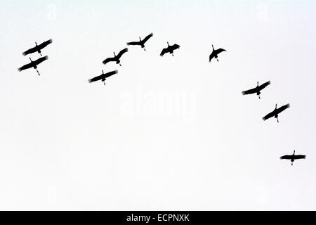 Eine kleine Herde von Keuchhusten Krane fliegt über Migration, in der Nähe von State Highway 46, in der Nähe von Bloomington, Indiana, USA Stockfoto