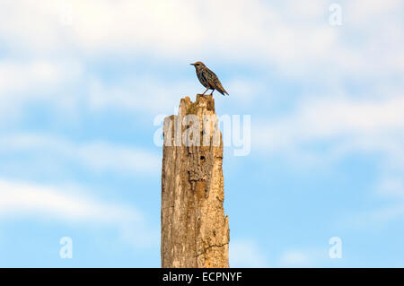 Eine europäische Starling thront auf einem faulen Baum in einem Sumpf in der Nähe von Seymour, Indiana, USA. Stockfoto