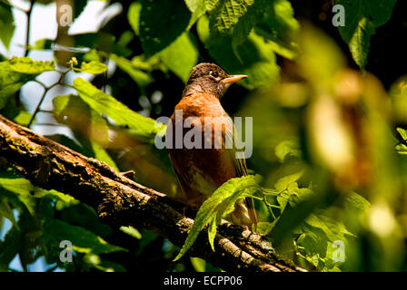 Ein amerikanischer Robin (Turdus Migratorius), sitzt auf einem Ast im Frühjahr. Stockfoto