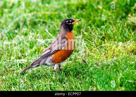 Ein amerikanischer Robin (Turdus Migratorius), in einem Rasen hautnah. Stockfoto