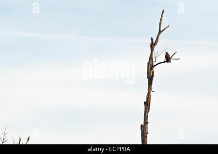 Ein rot - angebundener Falke sitzt auf einem Ast eines faulenden Sumpf Baumes mit einem Flimmern in einem kleineren Baum in der Nähe von Bloomington, Indiana, USA. Stockfoto