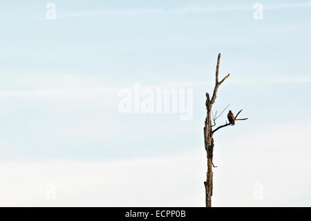 Ein rot - angebundener Falke sitzt hoch oben auf einem Ast eines faulenden Sumpf Baumes in der Nähe von Bloomington, Indiana, USA. Stockfoto