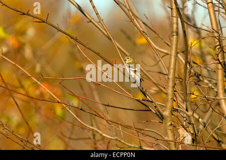 Acadian Flycatcher (Empidonax Virescens) sitzt thront in einem Strauch in einer bewaldeten Sumpfgebiet in der Nähe von Bloomington, Indiana, USA. Stockfoto