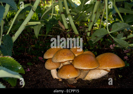 Wildpilze in einem Garten, Novato, Marin County, Kalifornien, USA Stockfoto