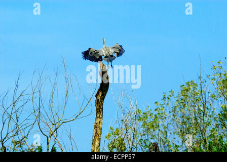 Einen großen Reiher landet auf einem faulenden Baum im südlichen Indiana in der Nähe von Oakland City. Stockfoto