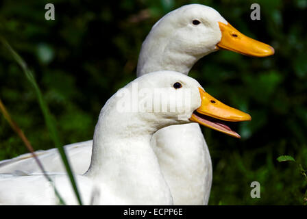 Ein paar von Peking Enten einige Gras in der Nähe von einem Teich neben dem Lake Monroe, Indiana, USA. Stockfoto