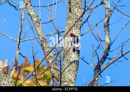 Ein rothaariger Specht in einem Baum, in einer bewaldeten Sumpflandschaft. Stockfoto