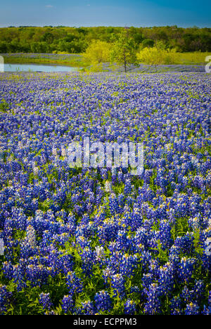 Kornblumen in Ennis / Texas. Lupinus Texensis, die Texas Bluebonnet ist eine Art von Lupine endemisch in Texas Stockfoto
