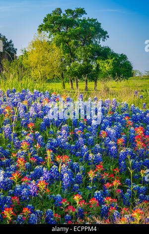 Kornblumen in Ennis / Texas. Lupinus Texensis, die Texas Bluebonnet ist eine Art von Lupine endemisch in Texas Stockfoto