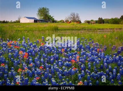 Kornblumen in Ennis / Texas. Lupinus Texensis, die Texas Bluebonnet ist eine Art von Lupine endemisch in Texas. Stockfoto