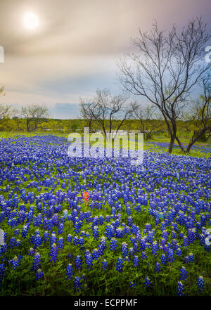 Kornblumen in Ennis / Texas. Lupinus Texensis, die Texas Bluebonnet ist eine Art von Lupine endemisch in Texas Stockfoto