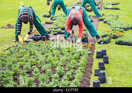 Weibliche Arbeitnehmer pflanzten Blumen in Blumenbeeten in im Stadtpark Stockfoto