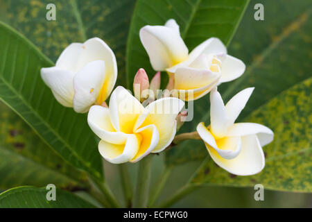 Weißen Frangipani, Plumeria Alba, Foto: Juli 2014. Stockfoto