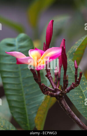 Rote Frangipani, Plumeria Rubra, Foto: Juli 2014. Stockfoto