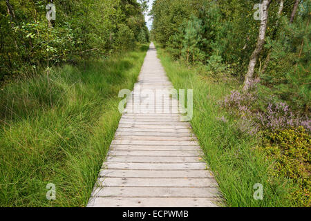 Promenade durch das Pietzmoor, Naturschutzgebiet Lüneburger Heide, Schneverdingen, Niedersachsen, Deutschland Stockfoto