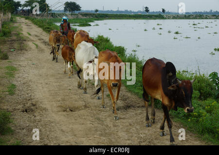 Kühe, die zu Fuß auf einem Pfad an einem Fluss in Savar, Bangladesch Stockfoto