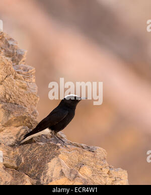 weiß gekrönt Steinschmätzer oder weiß-gekrönter schwarzer Steinschmätzer (Oenanthe Leucopyga) ist ein kleiner Singvogel Vogel in der alten Welt-flycatch Stockfoto
