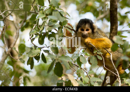 Totenkopfaffen (Saimiri Sciureus) in einem Baum. Dieser Affe ist in tropischen Süd- und Mittelamerika heimisch. Es ist ausschließlich arb Stockfoto