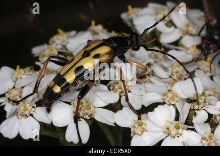 Der Käfer Rutpela Maculata (Strangalia Maculata) ist sehr schmal gebaut und hat gelb und schwarz gestreift auf seine Sensoren. Die Flügeldecken sind gestreift gelb und schwarz. Foto: Klaus Nowottnick Datum: 16. Juli 2009 Stockfoto