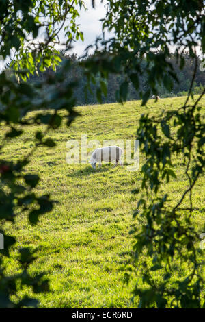 Hinterleuchtete Schafe weiden im Feld angesehen durch Bäume The Cotswolds oberen Rissington Gloucestershire, England Stockfoto