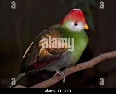 Rot Crested Turaco (Tauraco Erythrolophus) Stockfoto