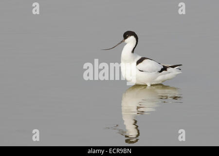 Ein Säbelschnäbler waten im Wasser. Stockfoto