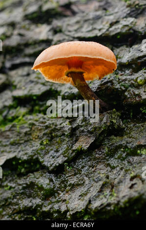 Einzelne Pholiota Lucifera Pilzzucht auf toten Baumstamm, Blick von unten. Stockfoto